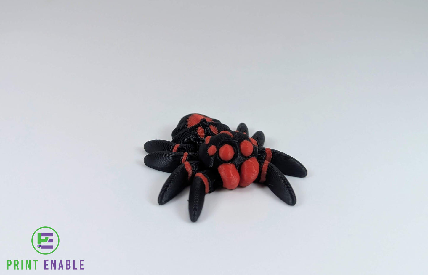 Spider Hatchling